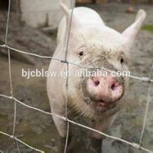 Pig farming equipment steel pig stall
