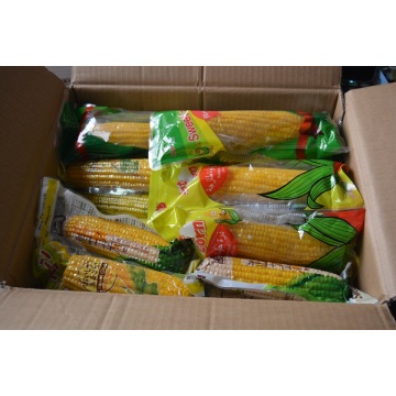 Fresh Sweet Corn 2018 cultură nouă