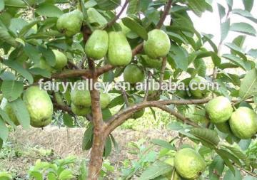 Red Heart Guava Plant seeds for planting