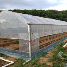 Economical Film Multi-span Greenhouse