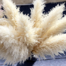 Amazon Dried Natural Reed Pampas Grass Bouquet - Hot Sale for Home or Wedding Decoration