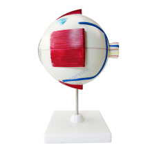 SHTOPVIEW Ophthalmology Human Eye Enlargement Anatomical Eyeball Model LTB-M1