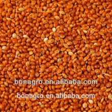 SELL 2013 Nutrition &Regimen red Broomcorn millet