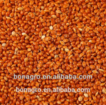SELL 2013 Nutrition &Regimen red Broomcorn millet