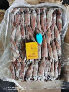 Frozen Squid Frozen Uroteuthis Chinensis Whole Round