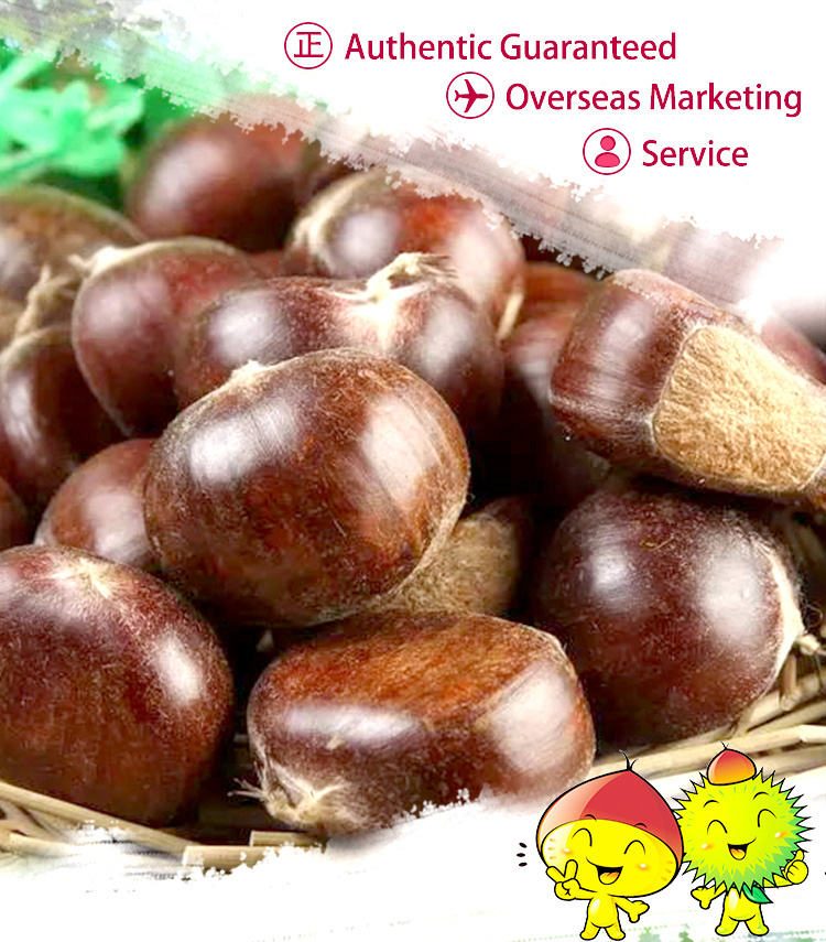 Organic raw processed chestnut nuts