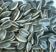 sunflower kernel