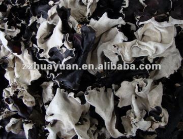 black Slice fungi with white back