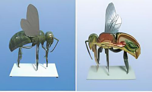 蜂の解剖学的モデル