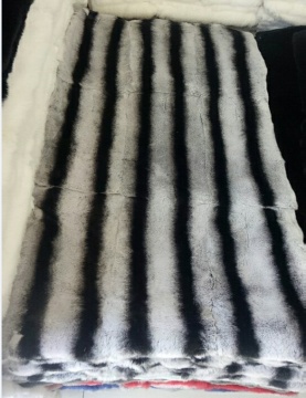 Rex Chinchilla Rex Rabbit Plate Dyed Chinchilla