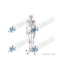 50100.02B: Comprehensive Guide to Understanding the Human Skeleton