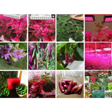 Hydroponics LED Plant Grow Lamp