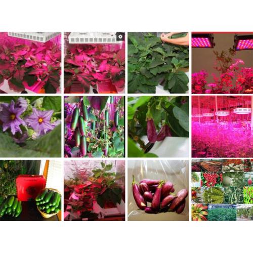 Hydroponics LED Plant Grow Lampe