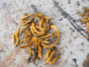 great saussurea coptis canker root