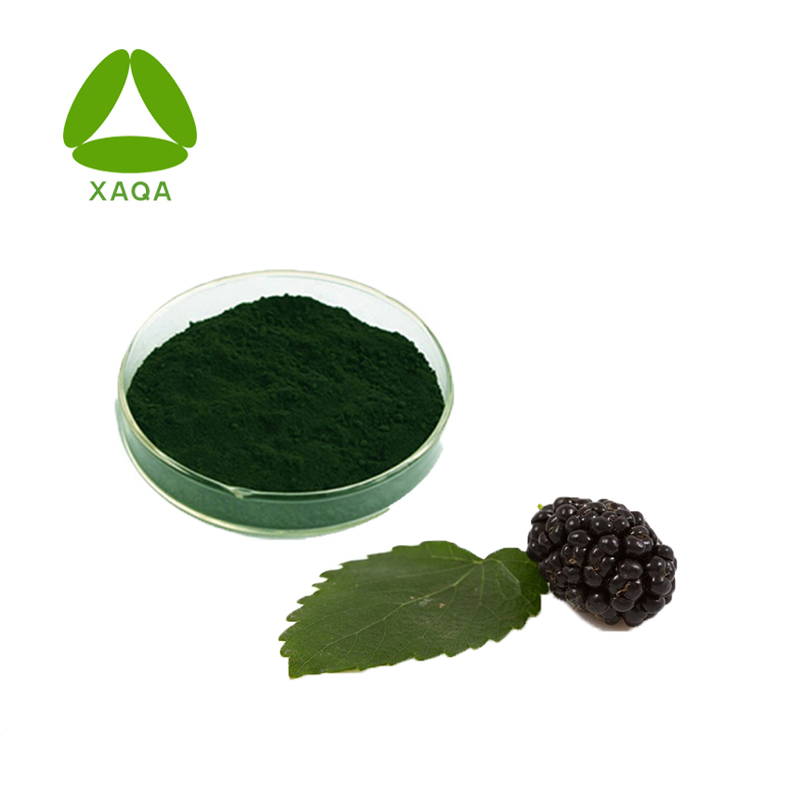 Mulberry Leaf Extract Sodium Copper Clorofilina 98% em pó