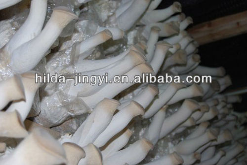 Fresh raw mushroom/Pleurotus eryngii best price