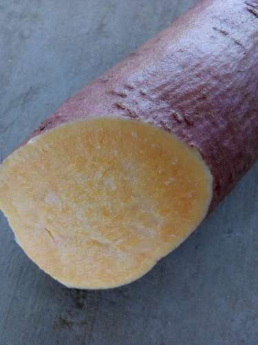 Färsk potatis GL88