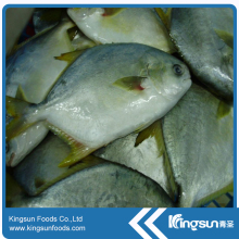 High Quality Frozen golden pomfret fish / golden pompano fish