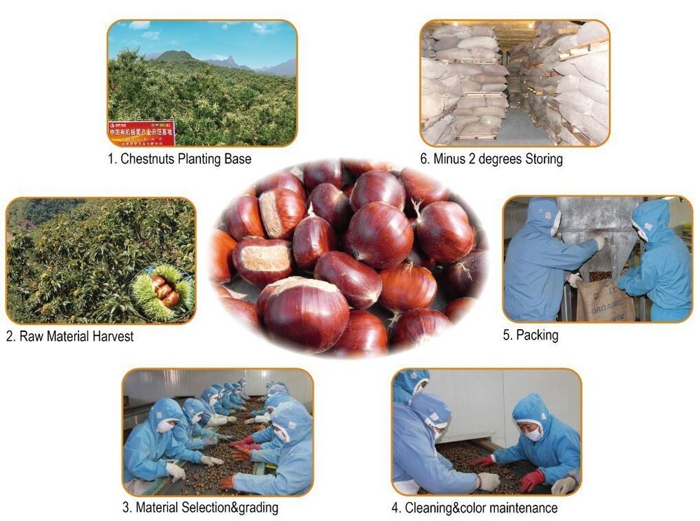 Hebei Fresh Chestnuts--New Crop and best quality