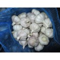 2020 Cold Storage Normal White Garlic