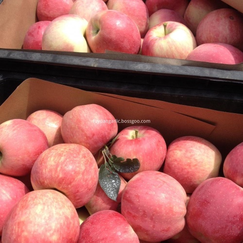 bon goût de pomme étoile rouge