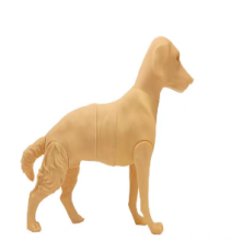 Dog spinal puncture training model