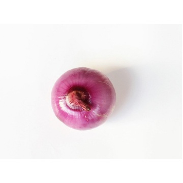 Export The High Quality Red Onion