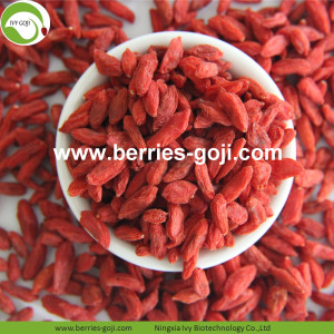 Nutrition en gros séchés Goji baies organiques