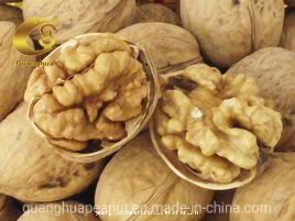 Hot Sales New Crop Walnut in Shell