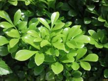 Wintergreen Essential Oil 10ml