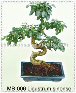 S-shape mini bonsai
