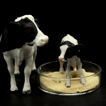 Brewers yeast for feed additive protein