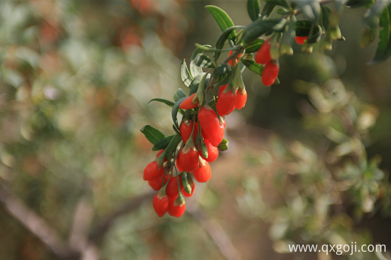 goji berry