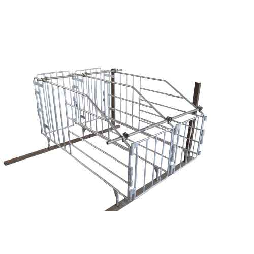 Batang Padat Otomatis Galvanized Adult Pig Gestation Stall