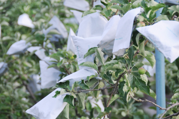 Peach Protection And Growing Bag