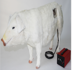 Pig artificial insemination training model