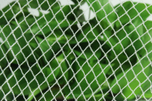 Mono Vineyard Diamond Bird Net