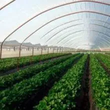 Efficacy Anti-Fog Roll Film Faced