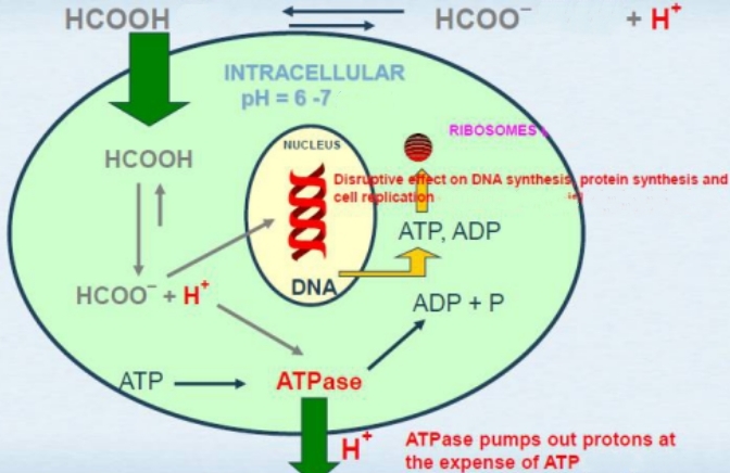 Antibacteria Mechanism