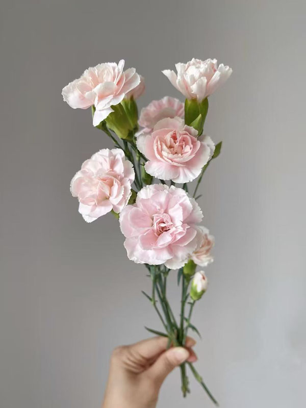 স্প্রে কার্নেশন পাউডার প্রিন্স1 (1) Spray carnation powder prince1 (1)