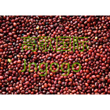 Exportación Nuevo Cultivo Alimento Alto Buena Qiality Red Bean