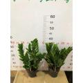 Zamioculcas zamiifolia 120# factory