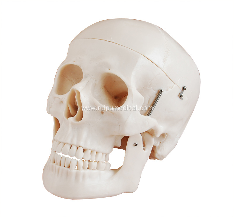 Deluxe Life-Size Skull Style D