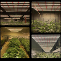 Plantas de cannabiss cubiertas que crecen LED cultivan luz