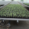 Gewächshausbänke Grow Tray Ebbe und Flut Tisch