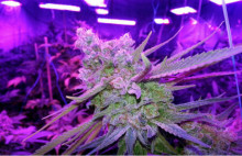 Specialized Medical Plant Growing 200W LED Grow Light