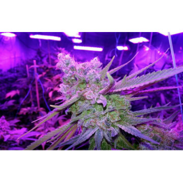 Planta medicinal especializada que cresce 200W LED cresce a luz