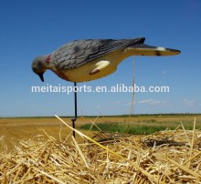 Feeding Mourning Dove dedoys with stake