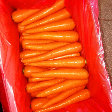 Class a Selected Fresh Carrot