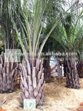butia capitata cold hardy palm trees